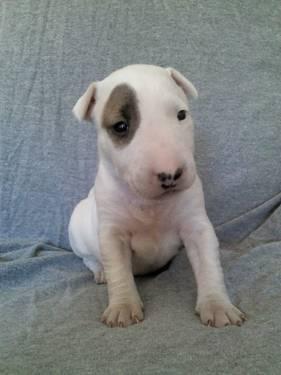 English Bull Terrier For Sale In Florida