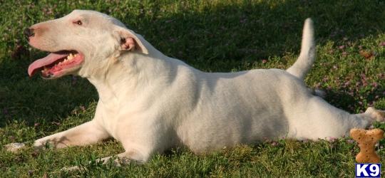 English Bull Terrier For Sale In Florida