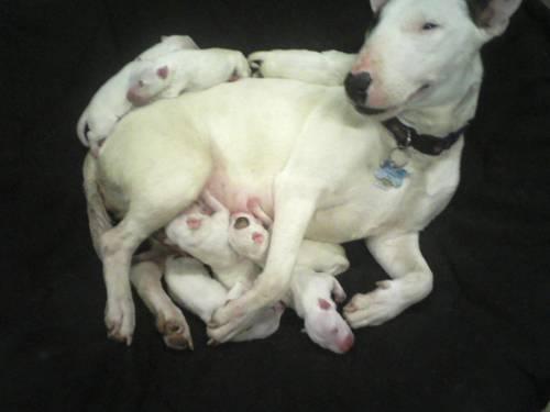 English Bull Terrier For Sale In Michigan