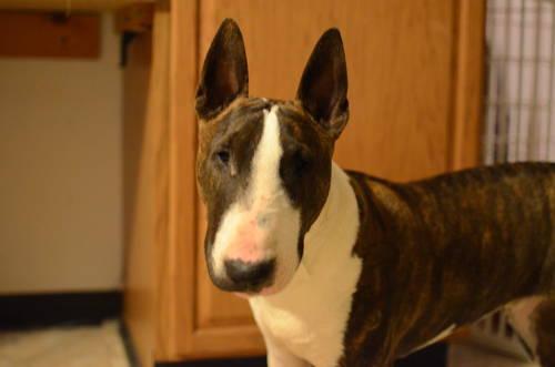 English Bull Terrier For Sale In Michigan