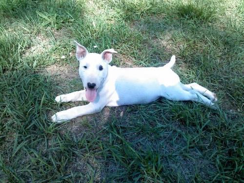 English Bull Terrier For Sale Texas