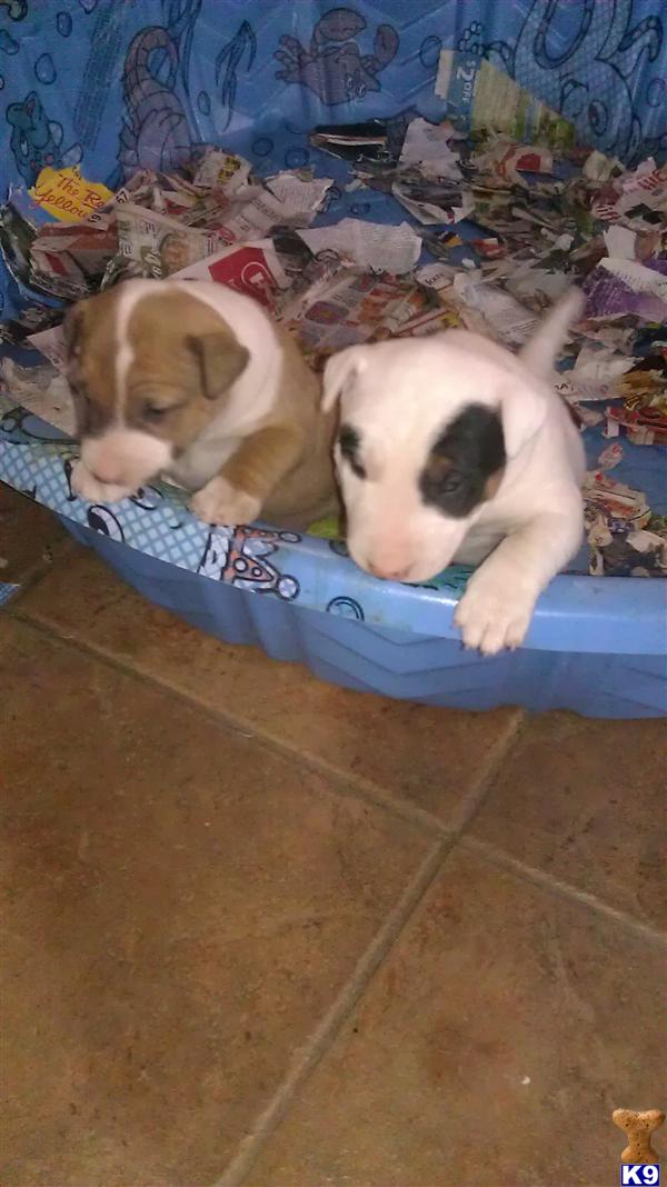 English Bull Terrier For Sale Texas