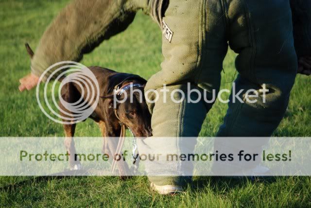 English Bull Terrier For Sale Texas