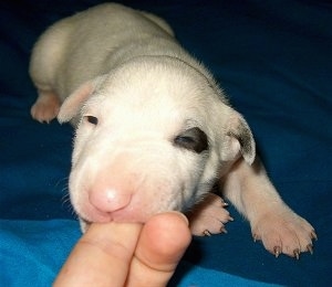 English Bull Terrier Puppies