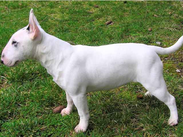 English Bull Terrier Puppies