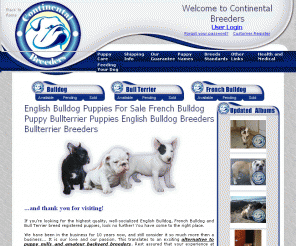 English Bull Terrier Puppies For Sale In Florida