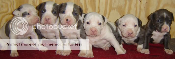 English Bull Terrier Puppies For Sale In Los Angeles