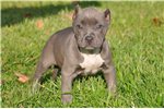 English Bull Terrier Puppies For Sale In Los Angeles