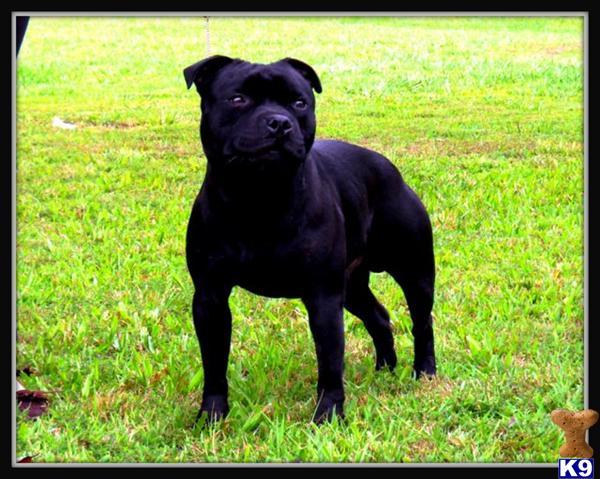 English Bull Terrier Puppies For Sale In Ohio