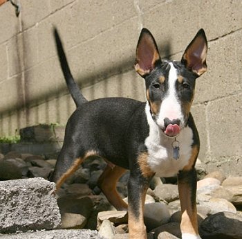 English Bull Terrier Pups