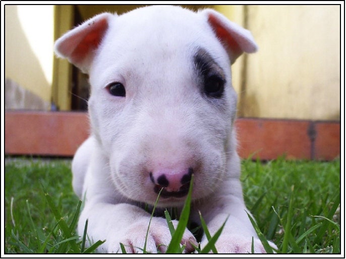 English Bull Terrier Pups