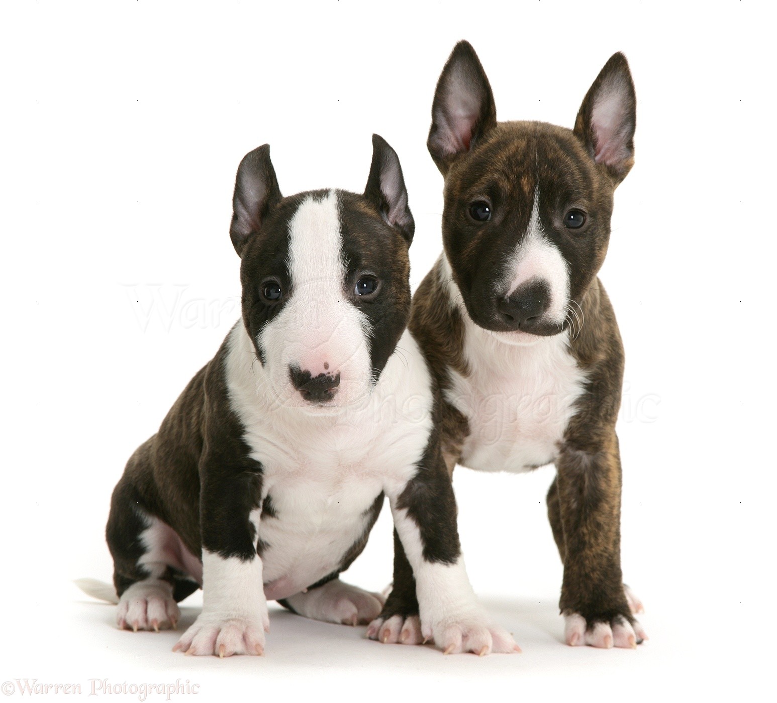 English Bull Terrier Pups