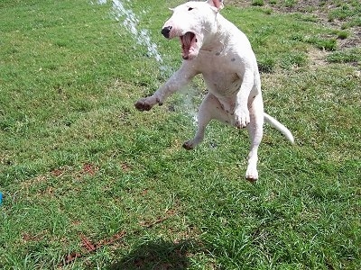 English Bull Terrier Pups