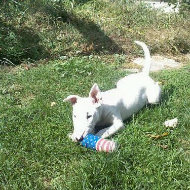 English Bull Terrier Pups For Sale