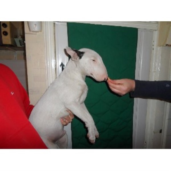 English Bull Terrier Pups For Sale In Essex