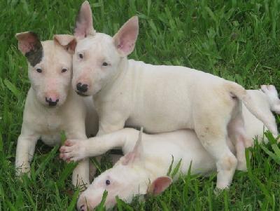 English Bull Terrier Pups For Sale In Ireland