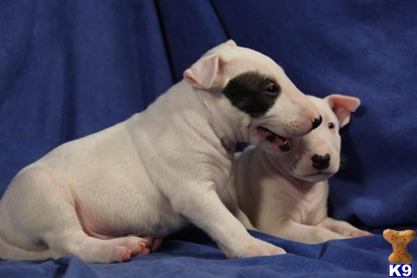 English Bull Terrier Pups For Sale In Ireland