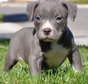 English Bull Terrier Pups For Sale In Lincolnshire