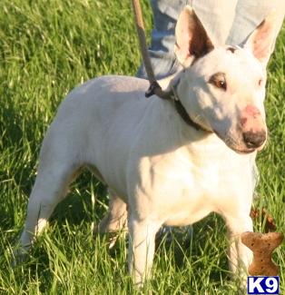 English Bull Terrier Pups For Sale In Scotland