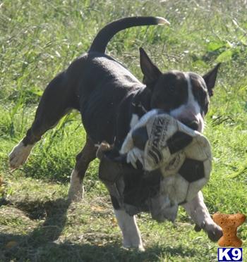 English Bull Terrier Pups For Sale In Scotland