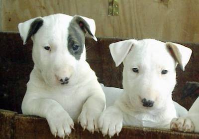 English Bull Terrier Pups For Sale In Scotland