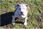 English Bull Terrier Pups For Sale In Sheffield