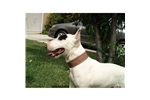 English Bull Terrier Pups For Sale In Sheffield