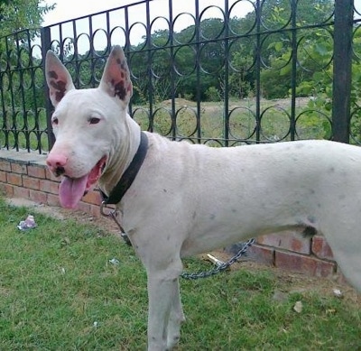 English Bull Terrier Pups For Sale In Uk