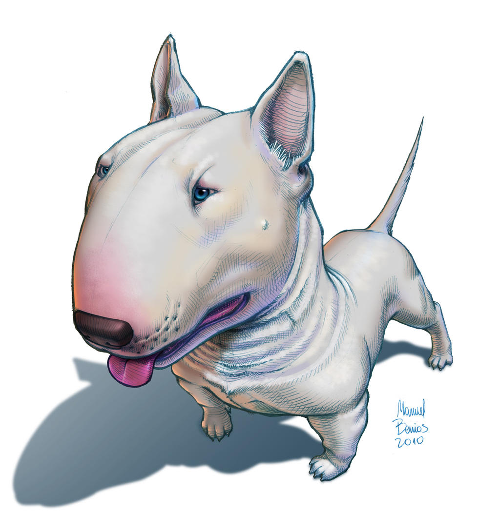 English Bull Terrier Wallpaper