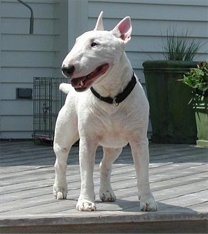 English Bull Terrier Wallpaper