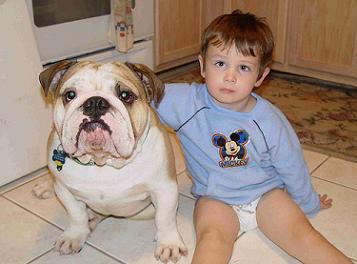 English Bulldog Puppies