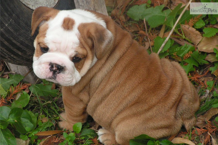 English Bulldog Puppies