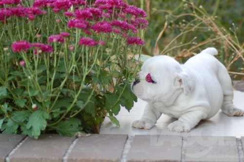 English Bulldog Puppies For Adoption