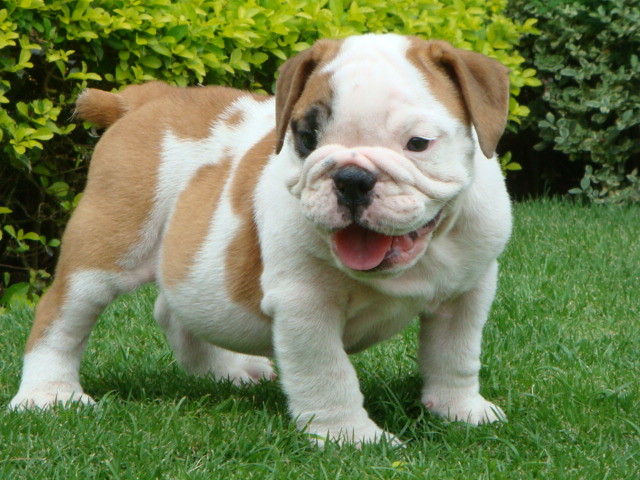 English Bulldog Puppies For Adoption