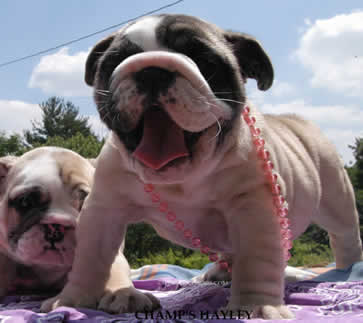 English Bulldog Puppies For Adoption In Michigan