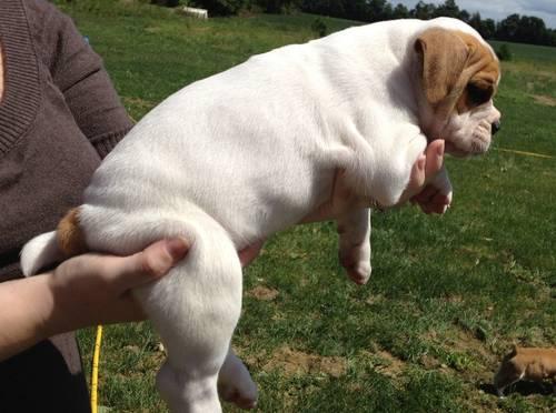 English Bulldog Puppies For Adoption In Michigan