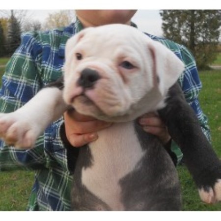 English Bulldog Puppies For Adoption In Michigan