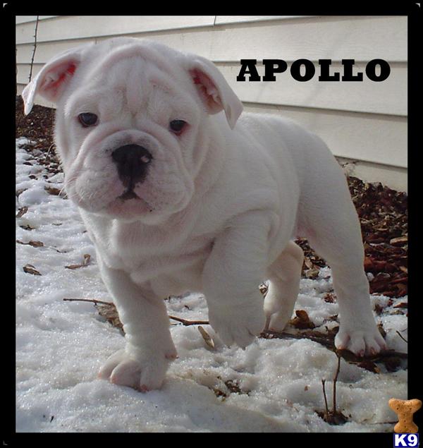 English Bulldog Puppies For Adoption In Michigan