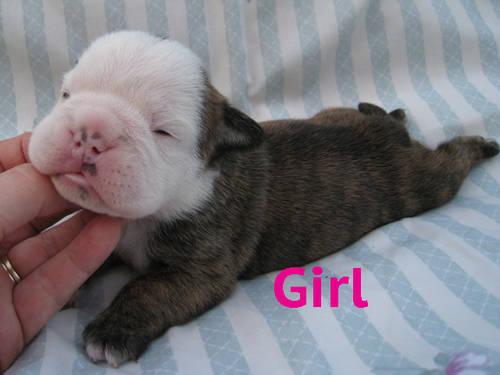 English Bulldog Puppies For Adoption In Michigan