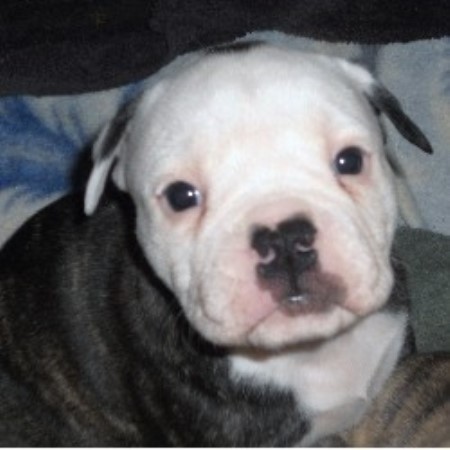 English Bulldog Puppies For Adoption In Michigan