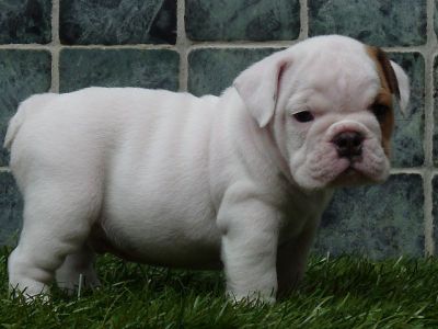 English Bulldog Puppies For Adoption In Ny