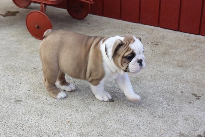 English Bulldog Puppies For Adoption In Ny