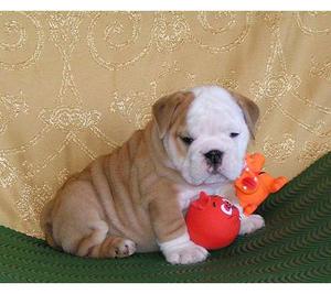 English Bulldog Puppies For Adoption In Pa