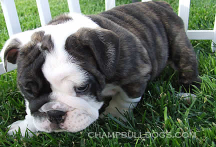 English Bulldog Puppies For Adoption In Pa