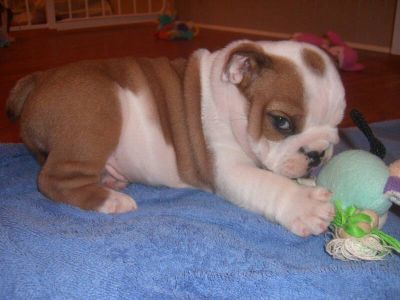 English Bulldog Puppies For Adoption In Pa