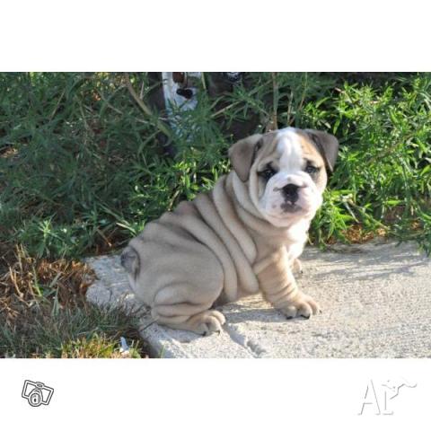 English Bulldog Puppies For Adoption Indiana