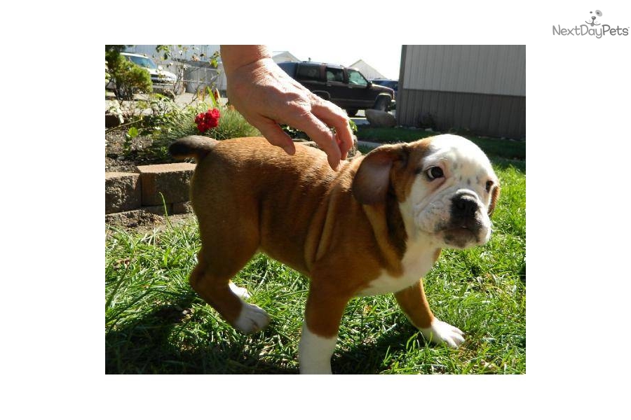 English Bulldog Puppies For Adoption Indiana