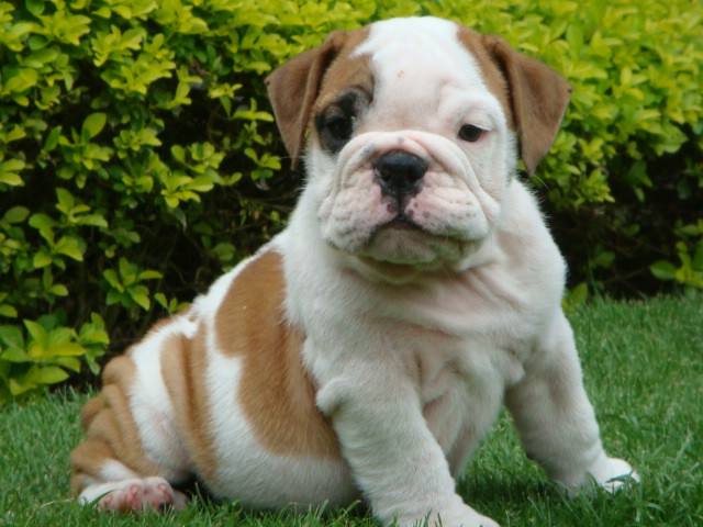 English Bulldog Puppies For Sale