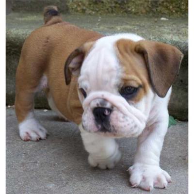 English Bulldog Puppies For Sale