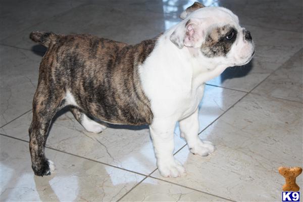 English Bulldog Puppies For Sale Uk